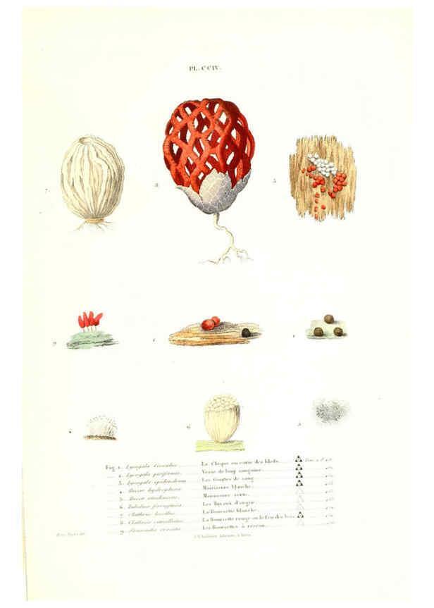 Reproducción/Reproduction 6266464631: Iconographie des champignons de Paulet New York,H. Baillière; [etc., etc.],1855