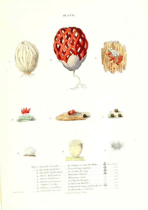 Reproducción/Reproduction 6266464631: Iconographie des champignons de Paulet New York,H. Baillière; [etc., etc.],1855