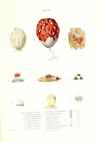 Reproducción/Reproduction 6266464631: Iconographie des champignons de Paulet New York,H. Baillière; [etc., etc.],1855