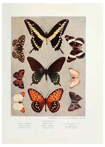 Reproducción/Reproduction 6276929932: Nature neighbors. v.5. Chicago,American Audobon association[c1914] 