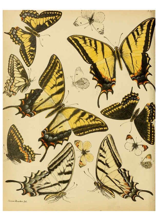 Reproducción/Reproduction 6276294917: Lepidoptera, rhopaloceres and heteroceres, indigenous and exotic Reading, Pa.,Owen's steam book and job printing office,1872-1900