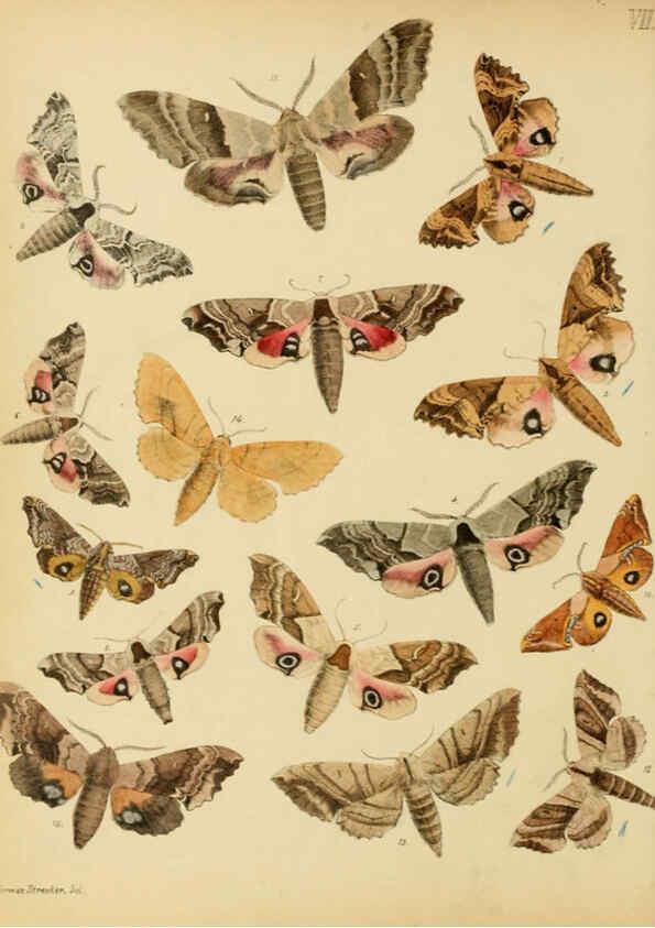 Reproducción/Reproduction 6276816550: Lepidoptera, rhopaloceres and heteroceres, indigenous and exotic Reading, Pa.,Owen's steam book and job printing office,1872-1900