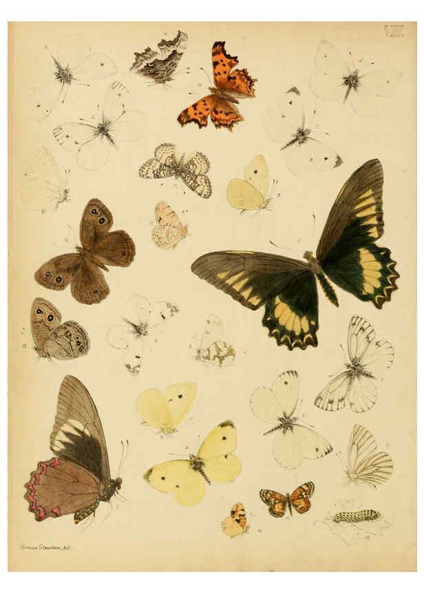 Reproducción/Reproduction 6276295407: Lepidoptera, rhopaloceres and heteroceres, indigenous and exotic Reading, Pa.,Owen's steam book and job printing office,1872-1900