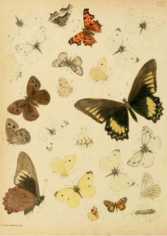 Reproducción/Reproduction 6276295407: Lepidoptera, rhopaloceres and heteroceres, indigenous and exotic Reading, Pa.,Owen's steam book and job printing office,1872-1900