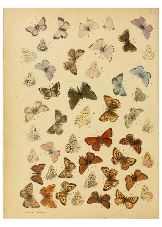 Reproducción/Reproduction 6276295837: Lepidoptera, rhopaloceres and heteroceres, indigenous and exotic Reading, Pa.,Owen's steam book and job printing office,1872-1900