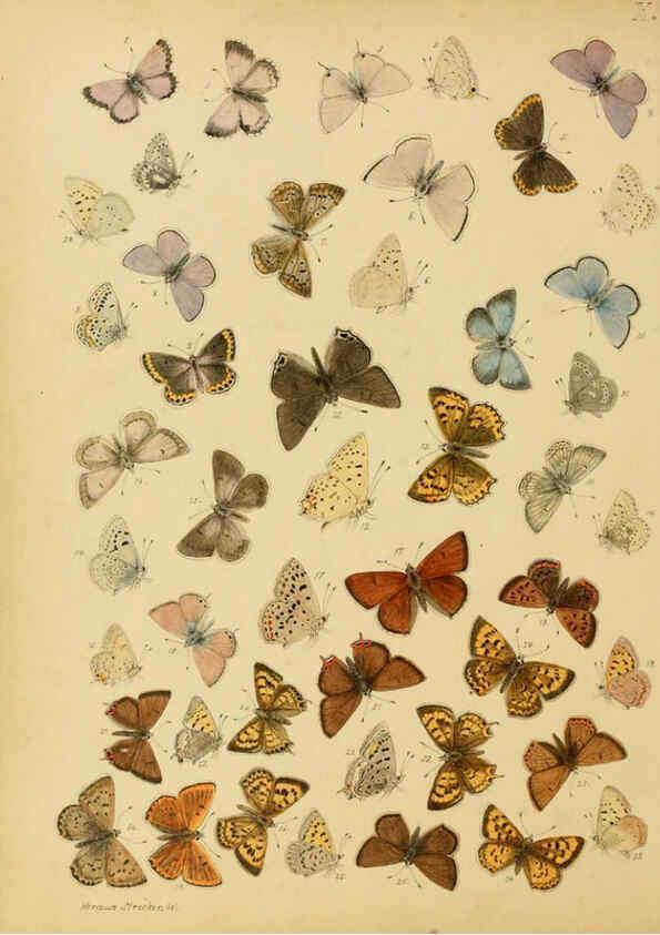 Reproducción/Reproduction 6276295837: Lepidoptera, rhopaloceres and heteroceres, indigenous and exotic Reading, Pa.,Owen's steam book and job printing office,1872-1900