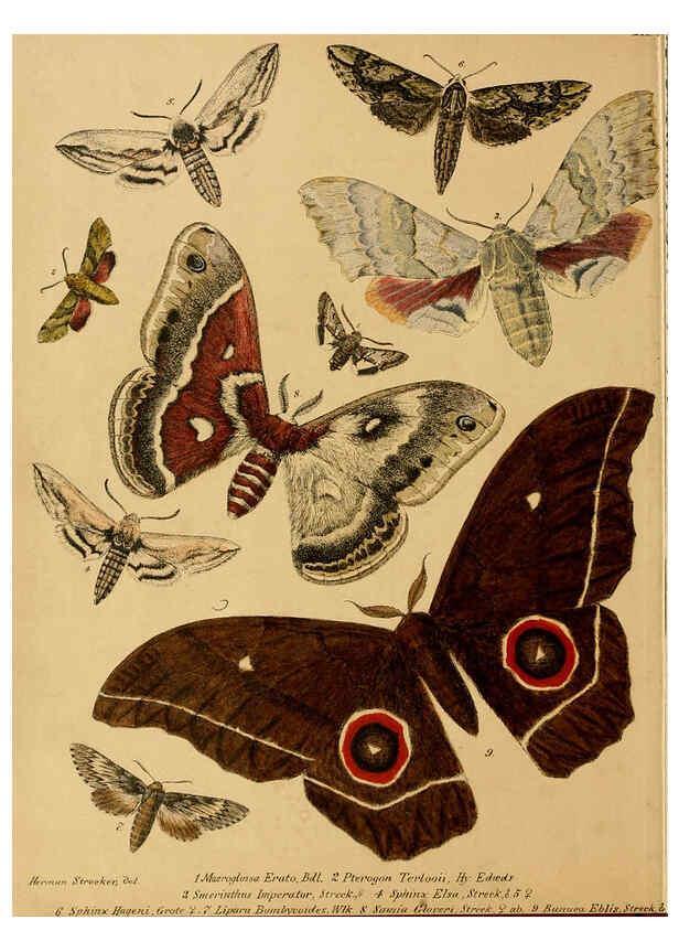 Reproducción/Reproduction 6276818360: Lepidoptera, rhopaloceres and heteroceres, indigenous and exotic Reading, Pa.,Owen's steam book and job printing office,1872-1900