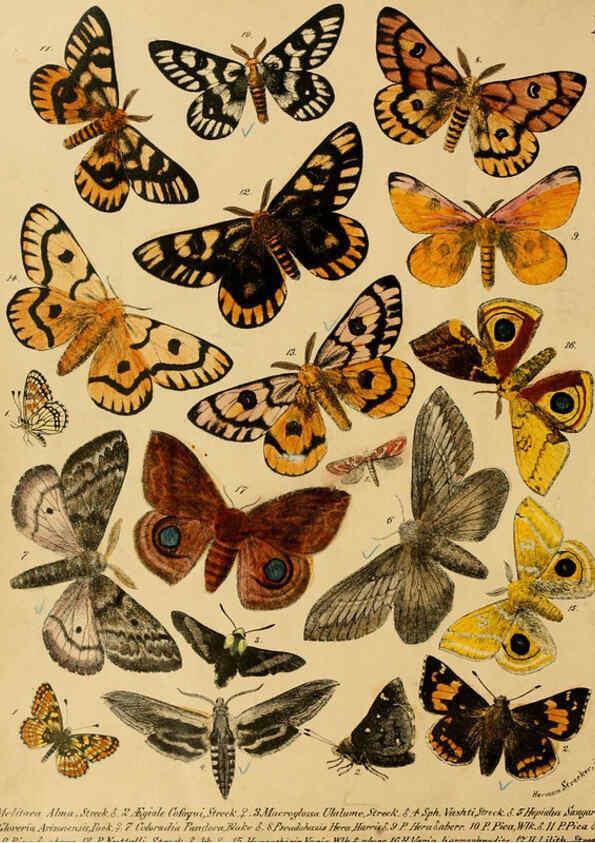 Reproducción/Reproduction 6276297085: Lepidoptera, rhopaloceres and heteroceres, indigenous and exotic Reading, Pa.,Owen's steam book and job printing office,1872-1900