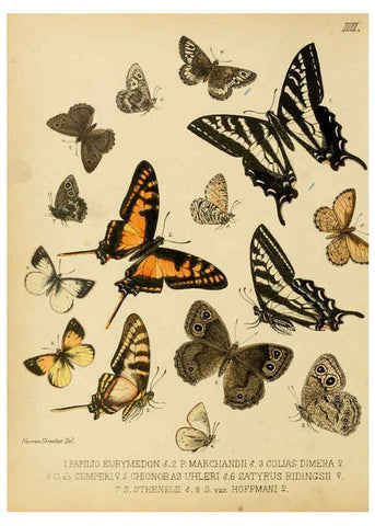 Reproducción/Reproduction 6276815760: Lepidoptera, rhopaloceres and heteroceres, indigenous and exotic Reading, Pa.,Owen's steam book and job printing office,1872-1900