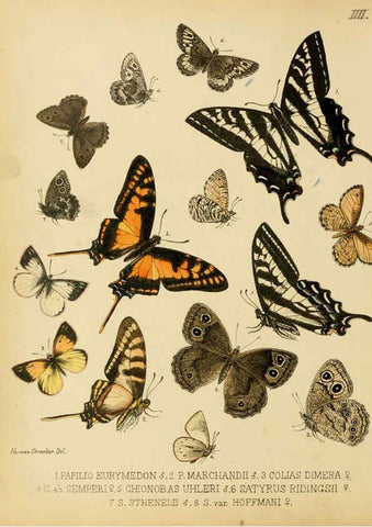 Reproducción/Reproduction 6276815760: Lepidoptera, rhopaloceres and heteroceres, indigenous and exotic Reading, Pa.,Owen's steam book and job printing office,1872-1900