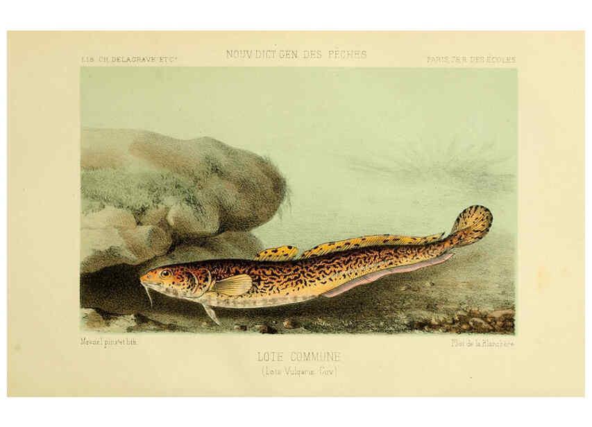 Reproducción/Reproduction 6266710601: La Pêche et les poissons Paris :C. Delagrave et cie,1868