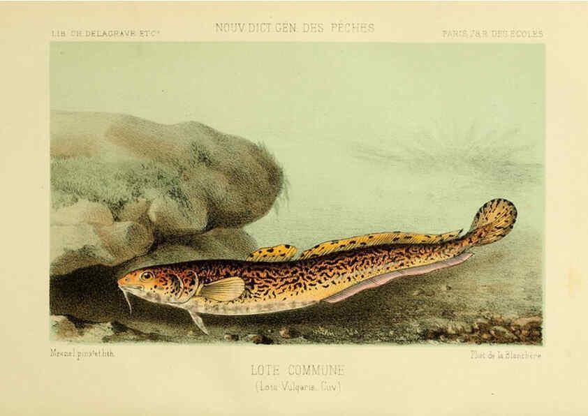 Reproducción/Reproduction 6266710601: La Pêche et les poissons Paris :C. Delagrave et cie,1868