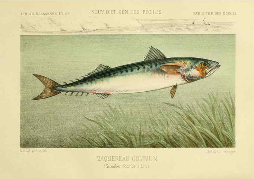 Reproducción/Reproduction 6267237222: La Pêche et les poissons Paris :C. Delagrave et cie,1868