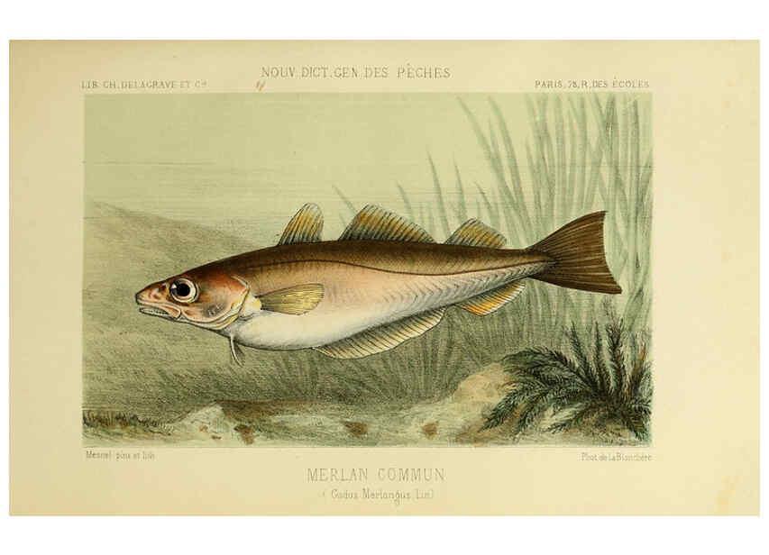 Reproducción/Reproduction 6266710875: La Pêche et les poissons Paris :C. Delagrave et cie,1868