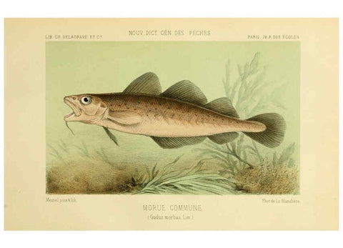 Reproducción/Reproduction 6267237546: La Pêche et les poissons Paris :C. Delagrave et cie,1868