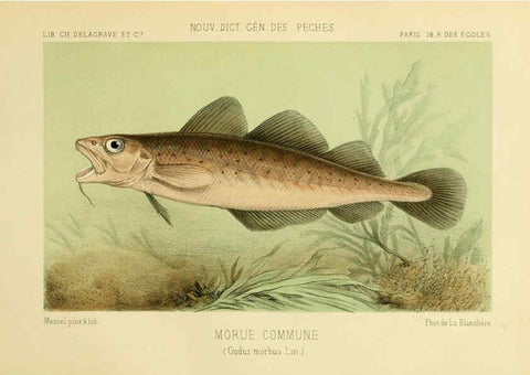 Reproducción/Reproduction 6267237546: La Pêche et les poissons Paris :C. Delagrave et cie,1868