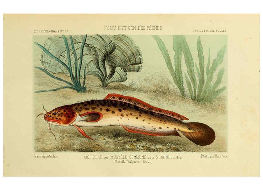 Reproducción/Reproduction 6266711171: La Pêche et les poissons Paris :C. Delagrave et cie,1868