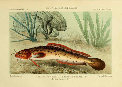 Reproducción/Reproduction 6266711171: La Pêche et les poissons Paris :C. Delagrave et cie,1868