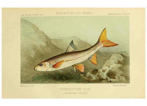 Reproducción/Reproduction 6266711391: La Pêche et les poissons Paris :C. Delagrave et cie,1868