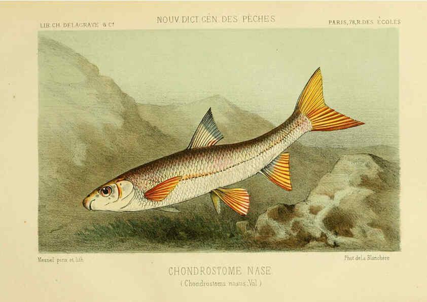 Reproducción/Reproduction 6266711391: La Pêche et les poissons Paris :C. Delagrave et cie,1868