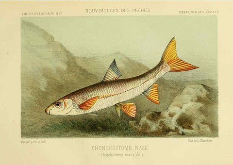 Reproducción/Reproduction 6266711391: La Pêche et les poissons Paris :C. Delagrave et cie,1868