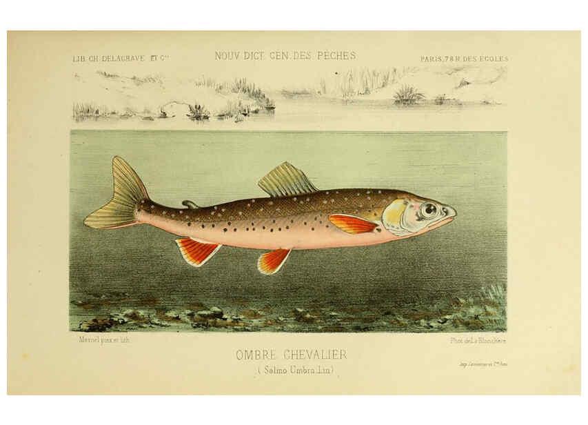 Reproducción/Reproduction 6267238116: La Pêche et les poissons Paris :C. Delagrave et cie,1868