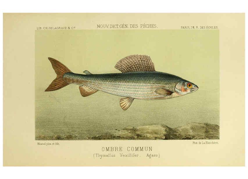 Reproducción/Reproduction 6267238378: La Pêche et les poissons Paris :C. Delagrave et cie,1868