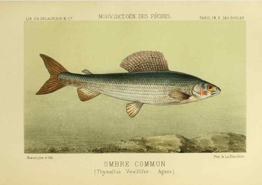 Reproducción/Reproduction 6267238378: La Pêche et les poissons Paris :C. Delagrave et cie,1868