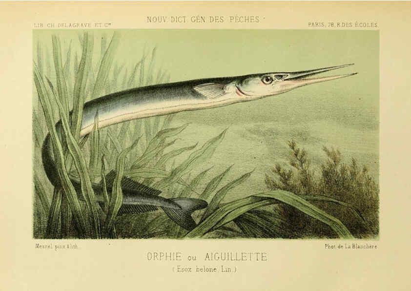 Reproducción/Reproduction 6266712015: La Pêche et les poissons Paris :C. Delagrave et cie,1868