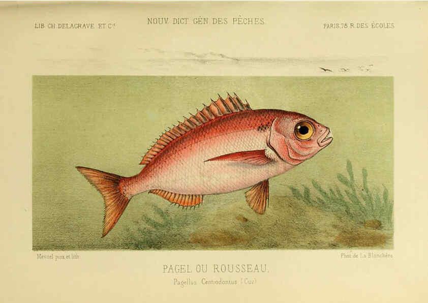 Reproducción/Reproduction 6266712187: La Pêche et les poissons Paris :C. Delagrave et cie,1868