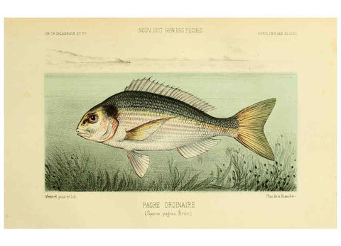 Reproducción/Reproduction 6266712363: La Pêche et les poissons Paris :C. Delagrave et cie,1868