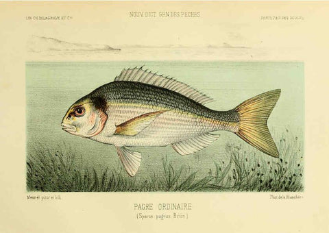 Reproducción/Reproduction 6266712363: La Pêche et les poissons Paris :C. Delagrave et cie,1868