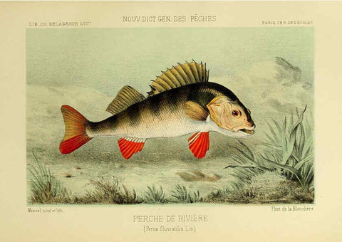 Reproducción/Reproduction 6266712515: La Pêche et les poissons Paris :C. Delagrave et cie,1868