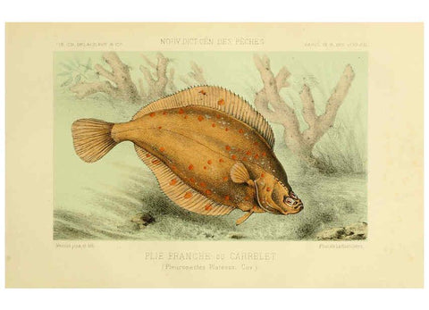 Reproducción/Reproduction 6267239240: La Pêche et les poissons Paris :C. Delagrave et cie,1868