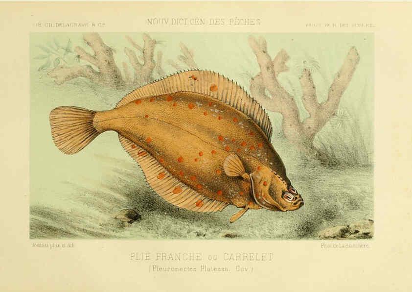 Reproducción/Reproduction 6267239240: La Pêche et les poissons Paris :C. Delagrave et cie,1868