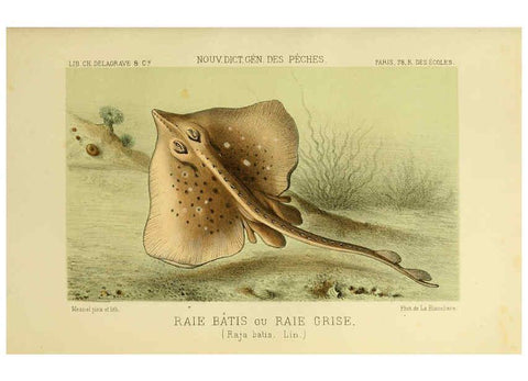 Reproducción/Reproduction 6267239430: La Pêche et les poissons Paris :C. Delagrave et cie,1868