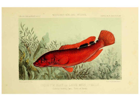 Reproducción/Reproduction 6267236706: La Pêche et les poissons Paris :C. Delagrave et cie,1868