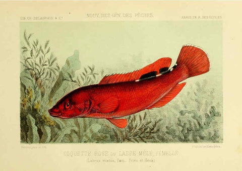 Reproducción/Reproduction 6267236706: La Pêche et les poissons Paris :C. Delagrave et cie,1868