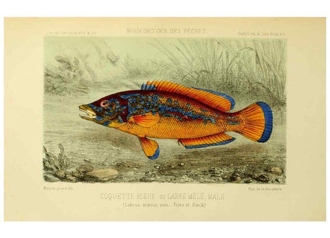 Reproducción/Reproduction 6267236446: La Pêche et les poissons Paris :C. Delagrave et cie,1868