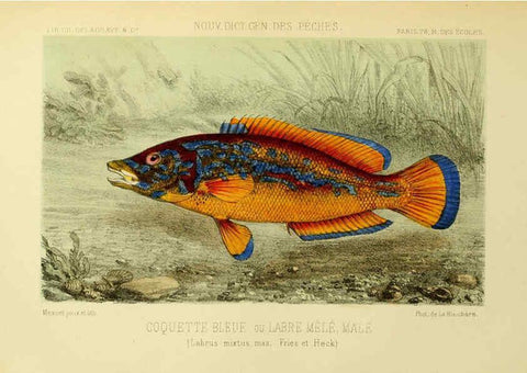 Reproducción/Reproduction 6267236446: La Pêche et les poissons Paris :C. Delagrave et cie,1868