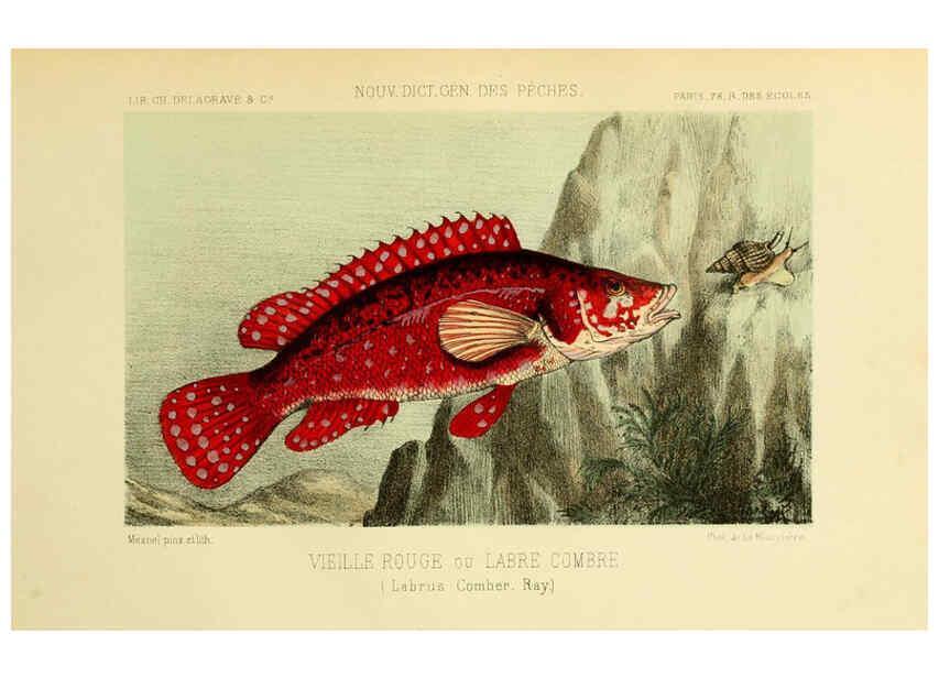 Reproducción/Reproduction 6267236282: La Pêche et les poissons Paris :C. Delagrave et cie,1868