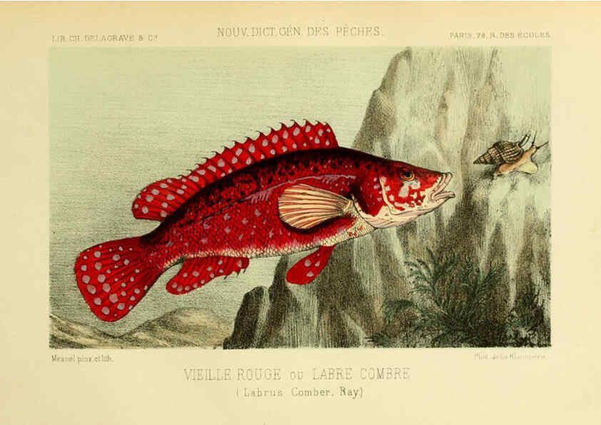 Reproducción/Reproduction 6267236282: La Pêche et les poissons Paris :C. Delagrave et cie,1868