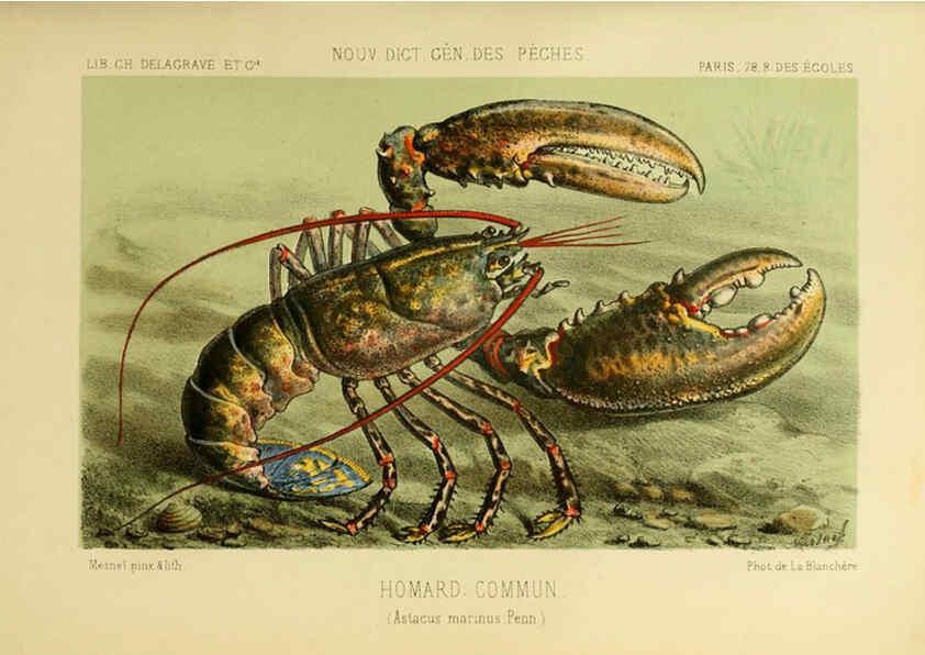 Reproducción/Reproduction 6267236110: La Pêche et les poissons Paris :C. Delagrave et cie,1868