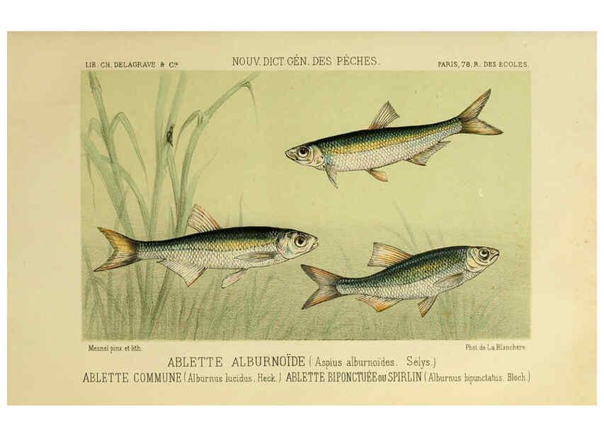 Reproducción/Reproduction 6266706397: La Pêche et les poissons Paris :C. Delagrave et cie,1868