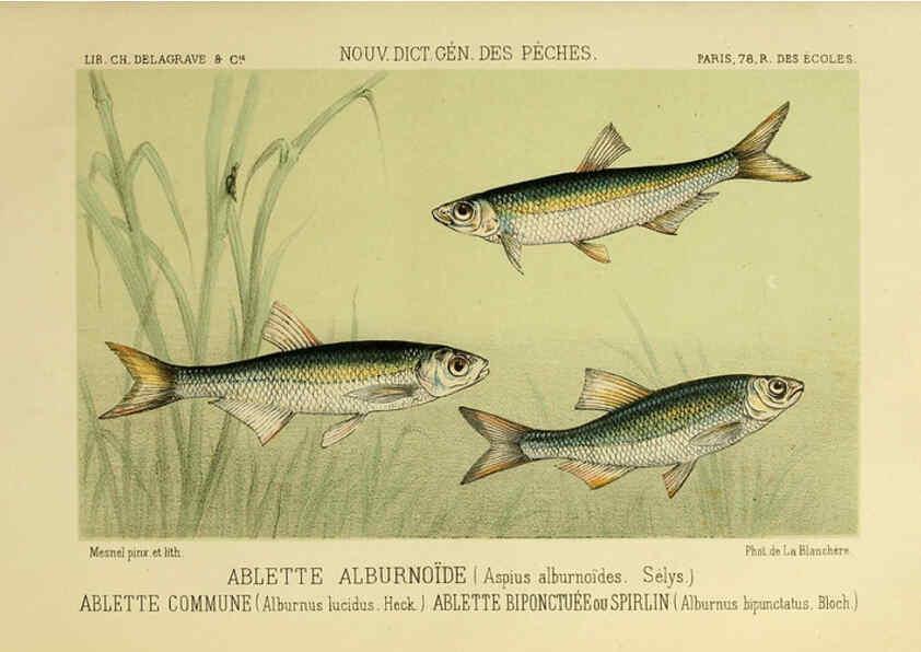 Reproducción/Reproduction 6266706397: La Pêche et les poissons Paris :C. Delagrave et cie,1868