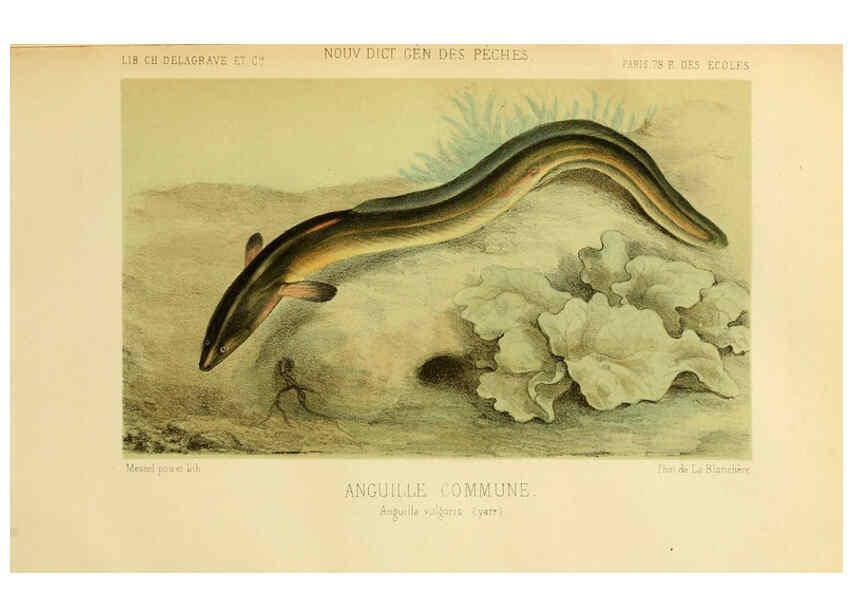 Reproducción/Reproduction 6267233244: La Pêche et les poissons Paris :C. Delagrave et cie,1868