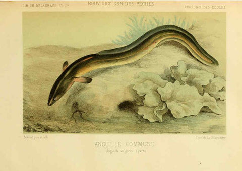 Reproducción/Reproduction 6267233244: La Pêche et les poissons Paris :C. Delagrave et cie,1868