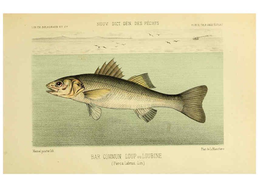 Reproducción/Reproduction 6267233430: La Pêche et les poissons Paris :C. Delagrave et cie,1868