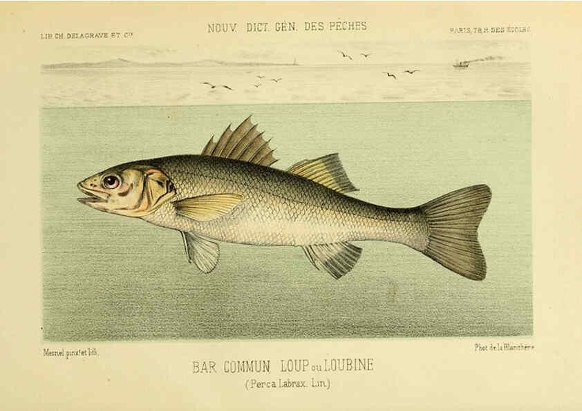 Reproducción/Reproduction 6267233430: La Pêche et les poissons Paris :C. Delagrave et cie,1868