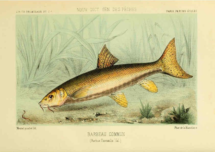 Reproducción/Reproduction 6267233622: La Pêche et les poissons Paris :C. Delagrave et cie,1868